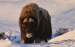 musk ox encounter
