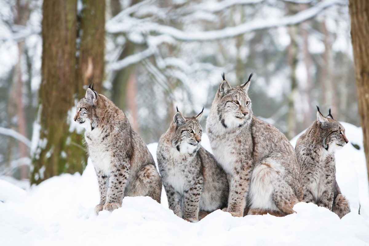 10 most beautiful wild cats on the planet | Discover Wildlife