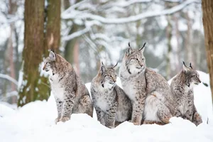 Canada lynx family Canada lynx family