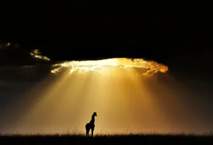 Andy Rouse : Remembering Giraffes – Masai giraffe Giraffe standing under a beam of gold light.