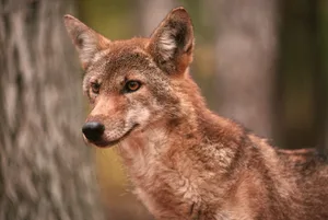 Red Wolf