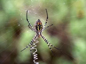 Spiderweb and spider in the grass, of the species Wasp spider (Argiope bruennichi). Spiderweb and spider in the grass, of the species Wasp spider (Argiope bruennichi).