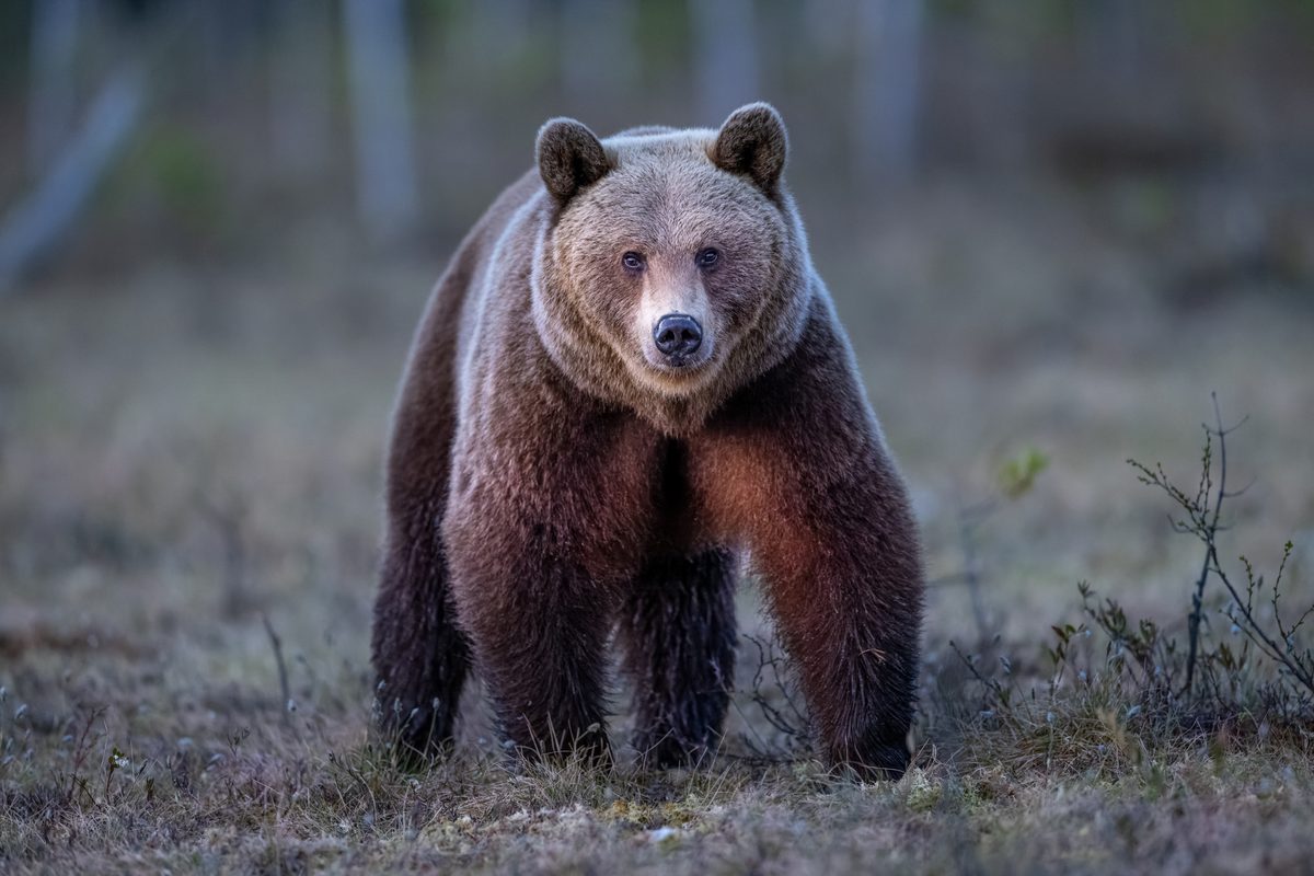 I woke up to a bear cub pulling at my sleeping bag ??? and then its mother and sister arrived...