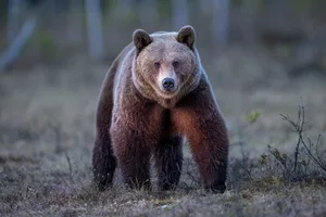 Brown bear photography in the swamp , northern Finland The brown bear (Ursus arctos) is a large bear species found across Eurasia and North America.