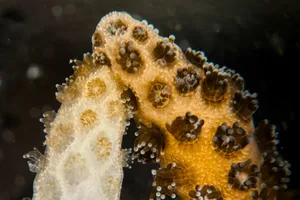Coral bleaching recovery via symbiont transfer from healthy corals Coral bleaching recovery via symbiont transfer from healthy corals