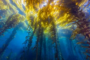 kelpsunburst7Dec20-25 Kelp forest in California