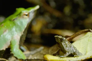 Darwin’s frog Darwin's frog