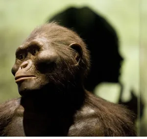 Australopithecus afarensis Lucy Australopithecus afarensis Lucy