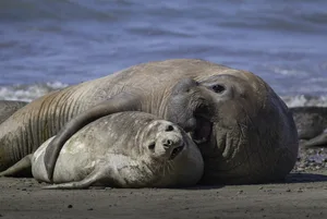 Elephant seal couple, Elephant seal couple. Credit: Foto4440/Getty Images