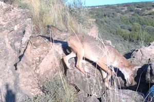 Coyote near turkey vulture nest site Coyote near turkey vulture nest site