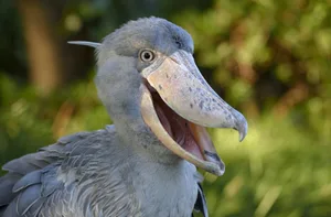Shoebill (Balaeniceps rex), Occurrence in Africa, captive, animal portrait, Japan, Asia Shoebill scariest looking birds