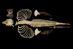 vaquita-full-skeleton.jpg vaquita full skeleton