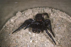 Sydney funnel web spider, Atrax robustus A hairy black spider sits in a circle of gravel