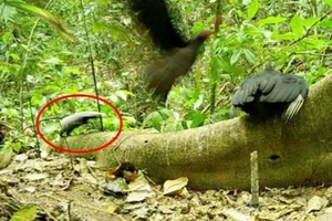 Great grison attacks vultures Great grison attacks vultures