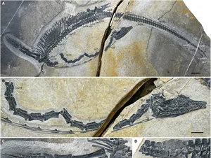 sciadv.aeb7528-f1 Skeleton of the holotype of Austronaga minuta (IVPP V18579).
Abbreviations are in the Supplementary Materials. Scale bars, 2 cm (A) and 1 cm (B to D).