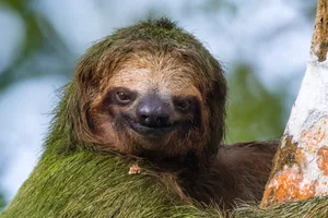 Brown-throated sloth Brown-throated sloth in forest