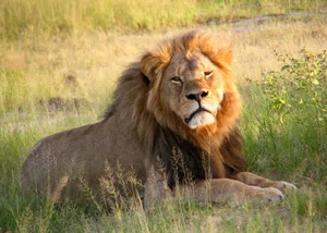 Cecil the lion Cecil the lion