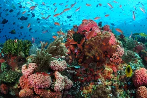 Coral reef Coral reef
