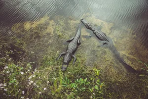 USA, Florida, Everglades, Alligators Alligators