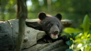Born_to_be_Wild_Photo_010101 Sagalee bear cub Born to Be Wild