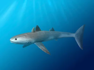 Cladoselache fyleri is an extinct shark from the Late Devonian period. Cladoselache fyleri is an extinct shark from the Late Devonian period.