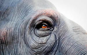 Elephant eye Red in fury or red in pain.