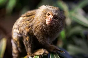 The pygmy marmoset (Cebuella pygmaea) The pygmy marmoset (Cebuella pygmaea) on a tree