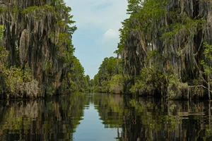 Okefenokee Swamp Okefenokee National Wildlife Refuge in Georgia