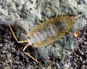 Common sea slater (Ligia oceanica) Sea sklater
