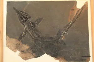 Mixosaurus panxianensis Overview of Mixosaurus panxianensis ZMNH M8769