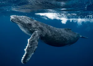 Humpback Whale Sean Steininger/Getty Images