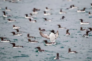 Common Murre Common murre spreads its wings before taking flight on the waters of Prince William Sound, soutcentral, Alaska.
