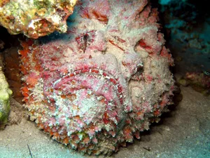 Stonefish, Syanceia verrucosa, Red Sea, Egypt Stonefish