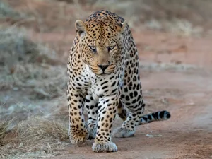 Portrait of leopard standing on field,Okonjima Nature Reserve,Namibia Portrait of leopard standing on field, Okonjima Nature Reserve,Namibia