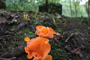 Aleuria aurantia (orange peel fungus) Aleuria aurantia (orange peel fungus)