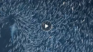 great white salmon footage