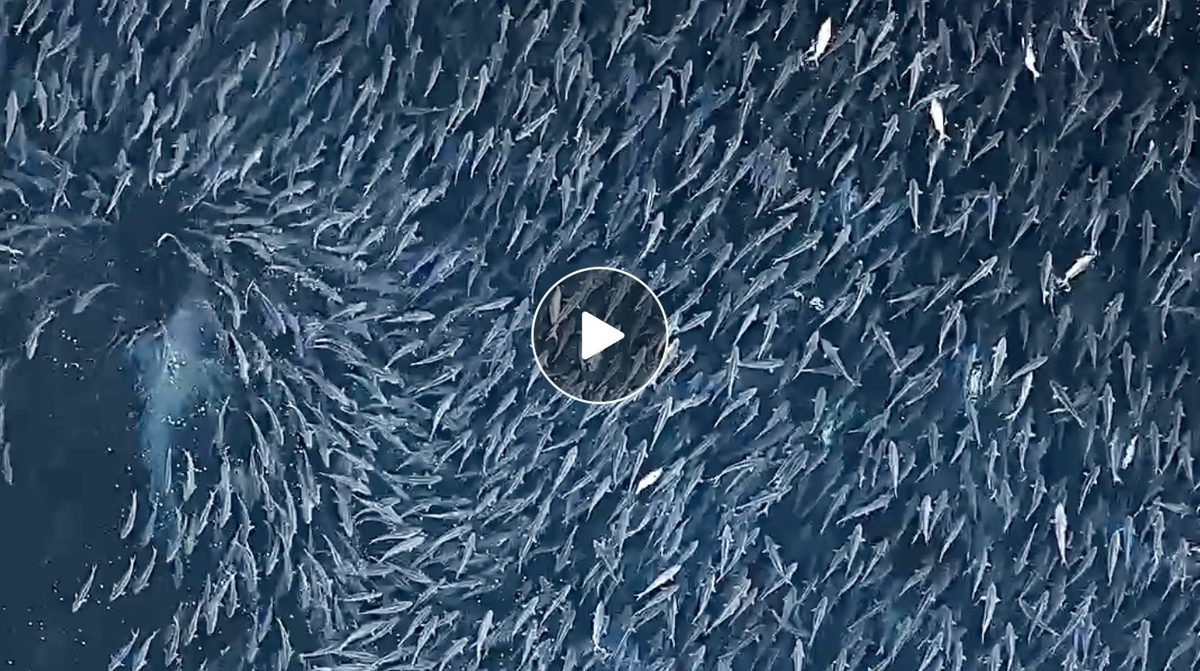 Great White Shark Emerges From Massive School of Fish