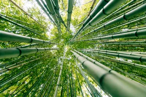 bambo, the fastest growing plant in the world bambo, the fastest growing plant in the world