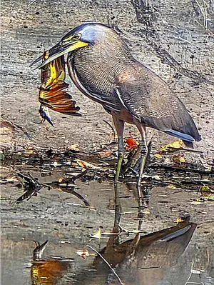 Bare-throated tiger-heron (Tigrisoma mexicanum) Bare-throated Tiger-Heron (Tigrisoma mexicanum) holding a Great Kiskadee (Pitangus sulphuratus) at Campus Liberia, Universidad Nacional de Costa Rica, Liberia, Guanacaste, Costa Rica