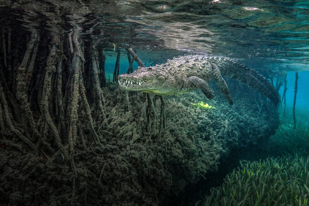Crocodile in submerged forest among 12 astonishing images from Ocean Photographer of the Year 2026