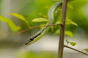 Close up Golden tree snake Close up Golden tree snake relax on the leaf