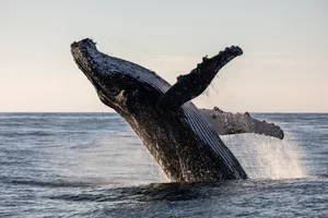 Humpback Whale Breaching An adult humpback whale launching out of the water in a full breach.
