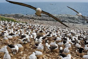 Black-browed Albatross, Diomedea melanophris. Adult flying over large colony. Steeple Jason Island, Falkland Islands. Dist. Circumpolar (Digital Composite) Adult black-browed albatross flying over large colony. Steeple Jason Island, Falkland Islands