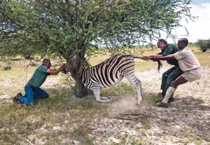 zebra anaesthetic