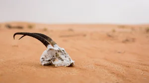 UAE, skull of antilope lying on the desert sand Death antelope in the desert. United Arab Emirates.