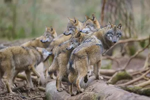 Wolf (Canis lupus), pack of wolves moving together through a dense forest, surrounded by trees and natural environment, Germany, Europe
