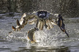 Brutal birds of prey photos Brutal birds of prey photos
