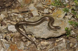 Benny_Trapp_Chalcides_striatus_Spanien Western three toed skink (Chalcides striatus). Credit: Benny Trapp, CC BY 3.0, via Wikimedia Commons