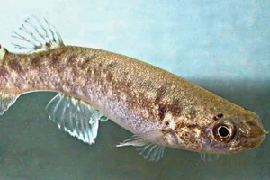 Mangrove rivulus fish Mangrove rivulus fish