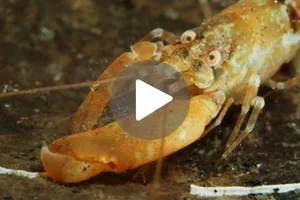 Snapping shrimp Snapping shrimp
